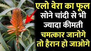 एलो वेरा का फूल छोड़ना मत, सोने चांदी से भी कीमती, तुरंत तोड़ लेना दुनिया आपके इशारे पर नाचेगी