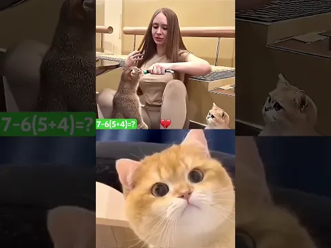 LAUGH and LOOK #cat #memes #trending #shorts