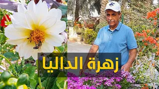 عالم الازهار و النحل - World of flowers & bees