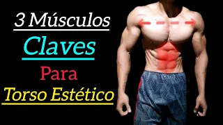 3 Músculos Claves para Formar un torso Estético