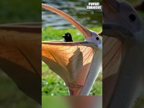 O PIOR ERRO QUE UM PELICANO PODE COMETER #video #comedy #comedia #viral #tiktok #shorts #short