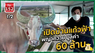 Buffalo เปิดบ้านแก้วฟ้า พญาควาย มูลค่า 60 ล้าน - เพื่อนรักสัตว์เอ๊ย EP.152 1/2