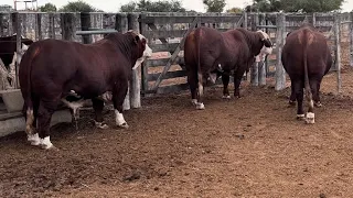 BUQALAR UCHUN SILOS POYA YETISHTIRAMI