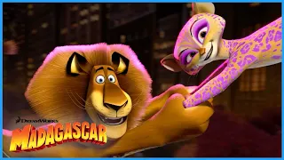 From Zoo to Circus: Best of Madagascar 3! 🎭 | DreamWorks Madagascar