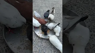 Daily Bird Feeding Live! 🌽 Witness the Beauty of Nature!