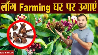 लौंग की खेती | Long Farming | Clove Farming | Loung ki kheti | Profitable Farming | Clove ki Kheti