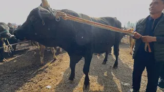 АНДИЖОН ШАРХОН МОЛ БОЗОРИ