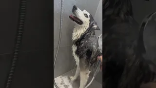 The immersive husky washing video is a bit long, sledding three idiots, husky two ha