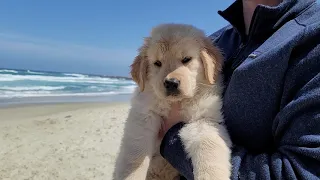 Golden Retriever puppy goes to the beach | Oshies World