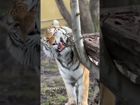 Tigress Soraya 🐯 Why not to destroy the tree?! 🤷🏻‍♀️ Prečo nezničiť ten strom ?! 🙈