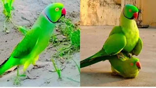 Parrot Talking Green Male and Female Masti Videos