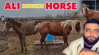 Ali and the Miraculous Rescues - Part 8
