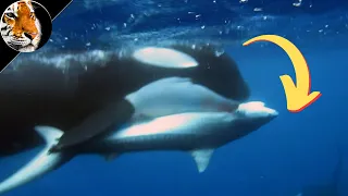 ORCA — A Besta Assassina Que Mata Baleias Gigantes, Tubarões e Focas
