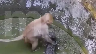  Kind Monkey Rescues a Cat 🐒❤️#Monkey #Cat#Kindness #AnimalLove#CuteAnimals #ViralVideo#MonkeyAndCat