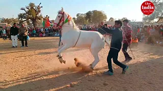 Mukesh Bilwa का जबरदस्त horse dance| Perfume Lagav Chunni Mein Par | latest song 2025 Horse Dance