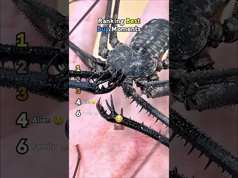 RANKING THE BEST BUG MOMENTS