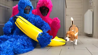 Pink & Blue Gorilla Surprises Puppy