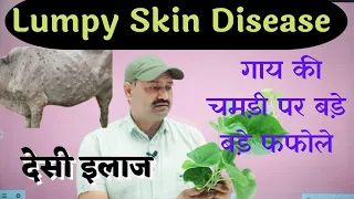 Lumpy Skin disease in Cattle गाय के भयंकर त्वचा रोग का देसी इलाज  Ramawat