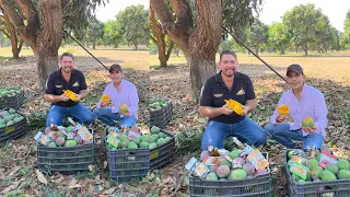 Huerta del rey de las frutas EL MANGO | 365 días para comer un mango | México mayor productor del 🌐