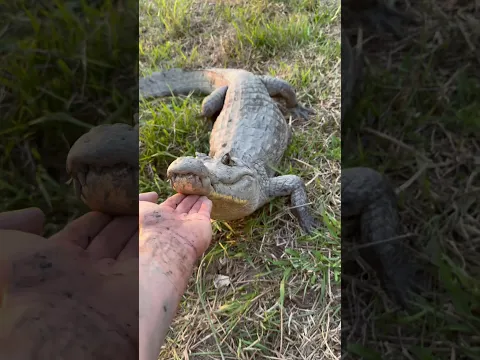 Yoinkin giant anacondas! #wildlife#snake#anaconda#nature#adventure#explore#animals#shorts#crazy#cute