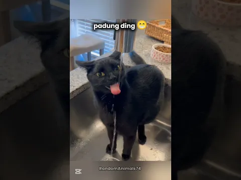 "Sakadung kading padung ding" by Cats 🐱🫰😌😴🍗🍗🥹 (Part 4) Ft.Gary😺 #cat #brainrot #song