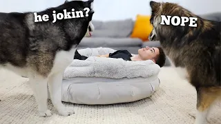 My Huskies Funny Reaction to me Stealing Their Bed!