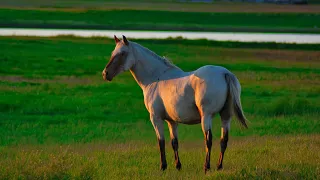 My Horse Morning Walk | My Lovely Horse 🐎