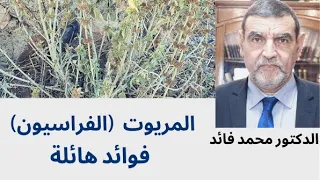 الدكتور محمد فائد || من أجل ثقافة علاجية : عشبة الفراسيون (مريوت) وأسرارها