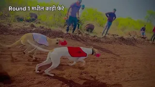 जैताल  ट्रॅक च मैदान ॥ श्वान शर्यत || महाराष्ट्र राज्य श्वान शर्यत ॥ shorts