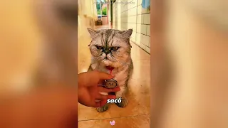 ¿Cuidarías un gato negro?#fyp 
