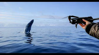 POV Wildlife Photography | Humpback whale feeding from drone