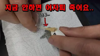 긴급 호출에 달려가보니 알을 째고 있네요..뜨헉ㅠㅠㅠ그 와중에 기증들어옴