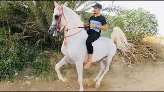الجواد العربي الاصيل 👑✅