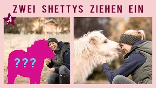 Meine neuen PONYS I Die Mini Shettys ziehen nach Ponyhausen I Wer ist das zweite Fohlen? I
