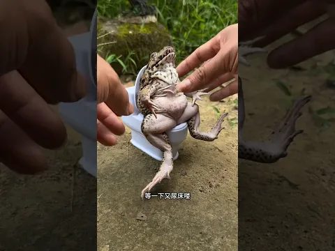 Ay, mi Ranita Dormilona #shortvideos #viral #trending