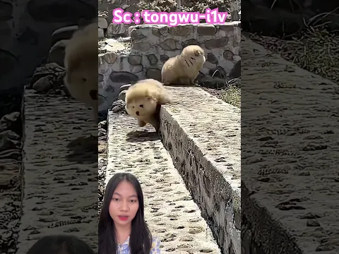 Lucu dan gemes ya kan⁉️ tongwu-i1v