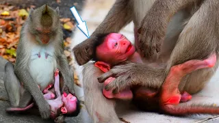 Just newborn baby Balu almost stop milk from mom. Newborn baby very tired. The monkey hugged