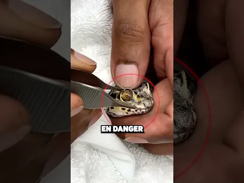 N’enlevez Jamais la Peau d’un Gecko! 🦎😨