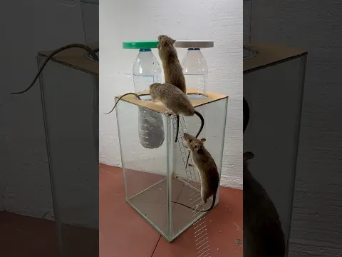 Best homemade mouse trap ideas // Mouse trap 2#rat #rattrap #mousetrap #shorts