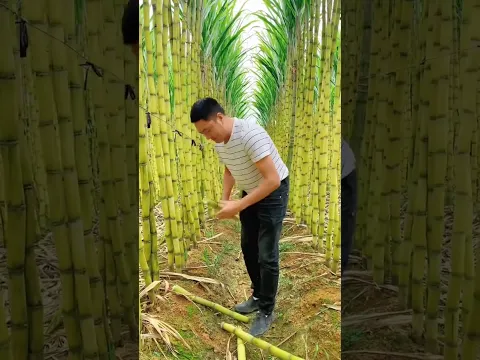 Let's Having A Good Feel Of The Sugarcane #satisfying #short