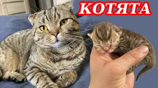 Кошка Лола Родила Котят | Успешный День С Ярославой - Tiki Taki Kids
