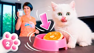 ¡Un desayuno delicioso para el gatito Kefir! 😺