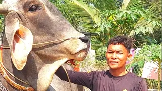 Cutting rice for cows to eat, locals laugh at it