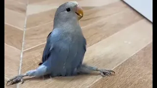 Nobody Told This Parrot Birds Can't Do the Splits😂