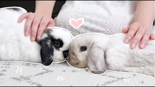 Relaxing weekend vlog with two bunnies 🐰🏠
