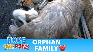 Kittens nursing on their dead mom for two days 😿😿😿😿😿 #kitten