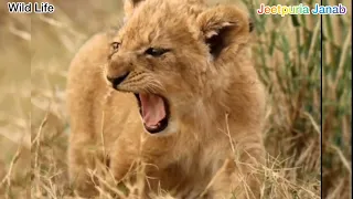 Lion 🦁  Wild Inside Jungle WildLife Jeetpuria Janab