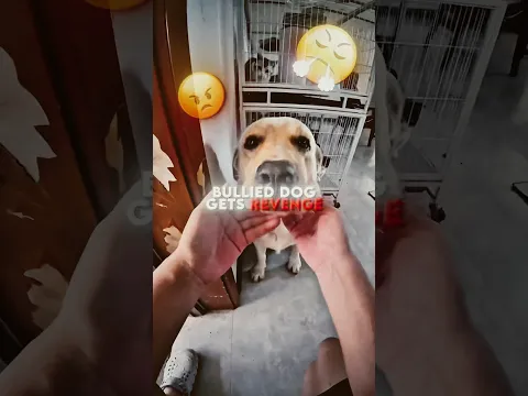 This Dog Stood Up For Himself Against His Bullies ❤️‍🩹🫡