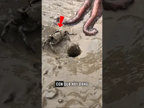 Con Cua đang tìm đường trốn thoát- Nhưng Cua con sẽ như thế nào?.#shorts