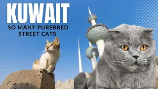 Kuwait has so many street cats & purebreds. Here’s why—and how to help!